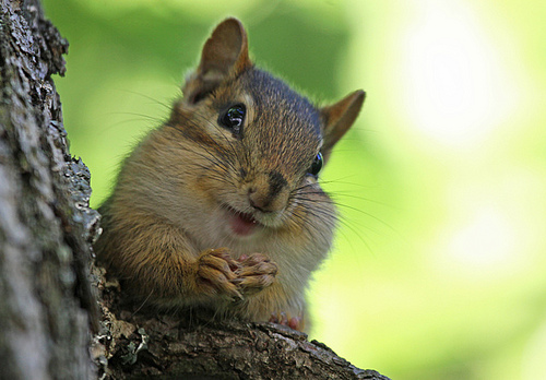 Chipmunk Smiling