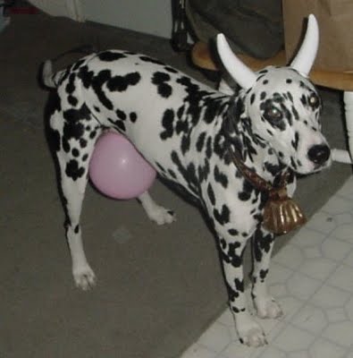dalmation-cow