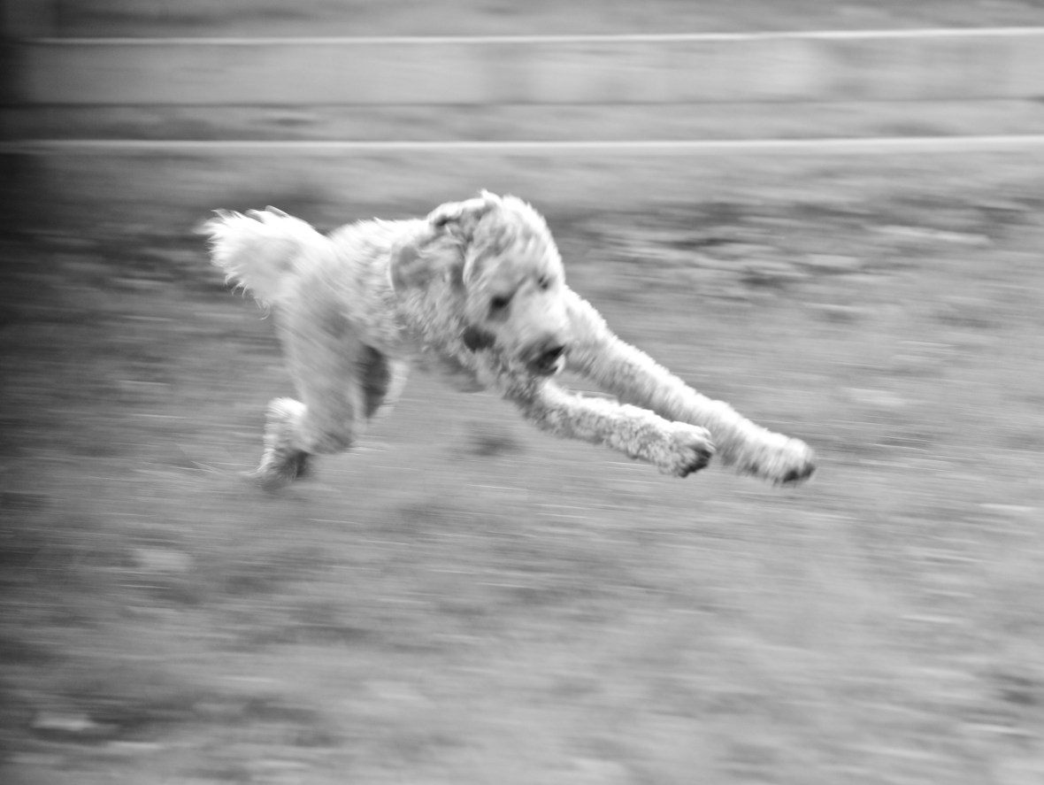 UncleJesse5_Joseph-Frazz-labradoodle