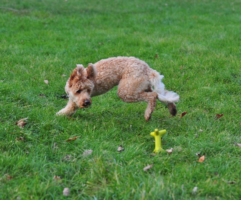 UncleJesse4_Joseph-Frazz-labradoodle