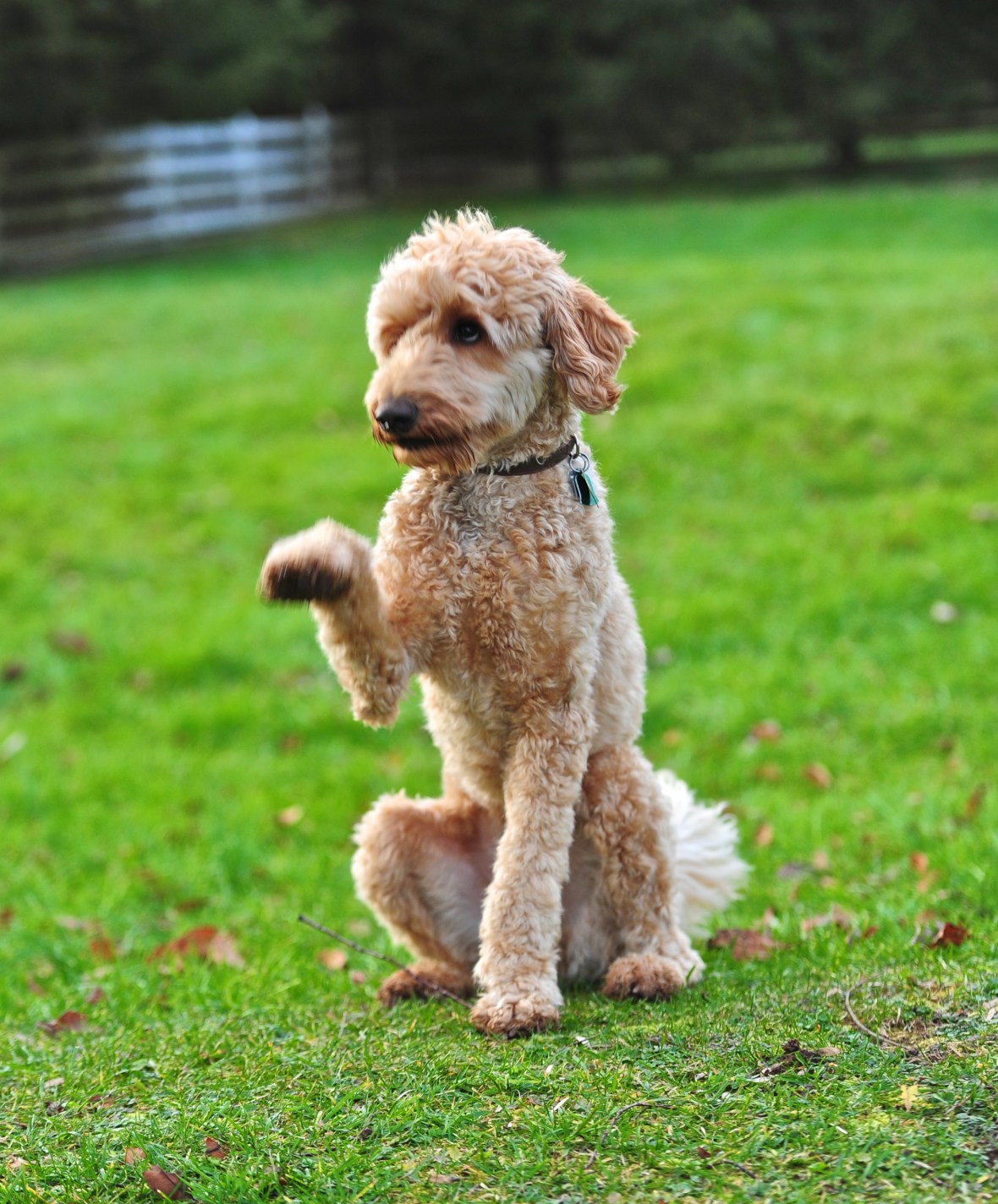 UncleJesse3_Joseph-Frazz-labradoodle