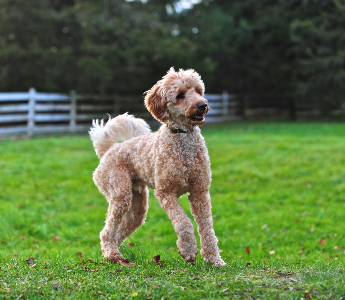 UncleJesse_Joseph-Frazz-labradoodle