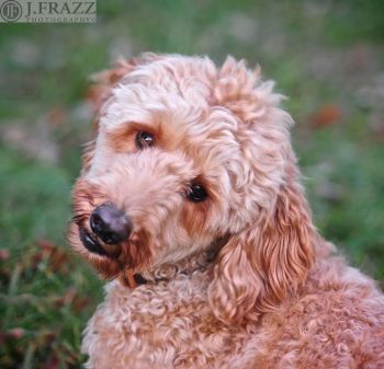 We are a HUGE hit with the neighborhood AARF AARP, crowd.