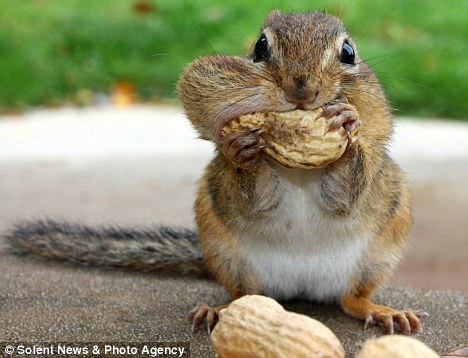 chipmunk-stuffing-peanut-in-cheek