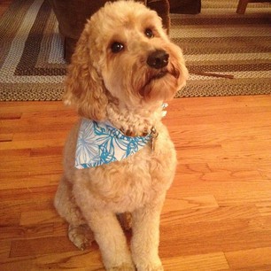 Uncle-Jesse-Groomed-26Sep12