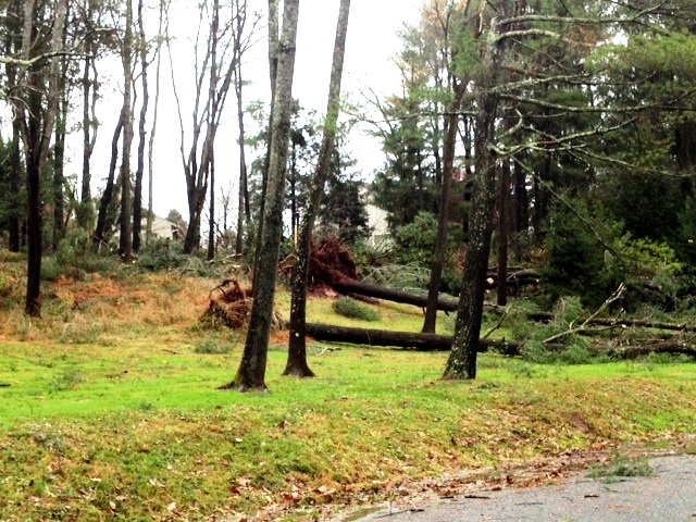 Hurricane-Sandy-GoJulesGo-down-trees