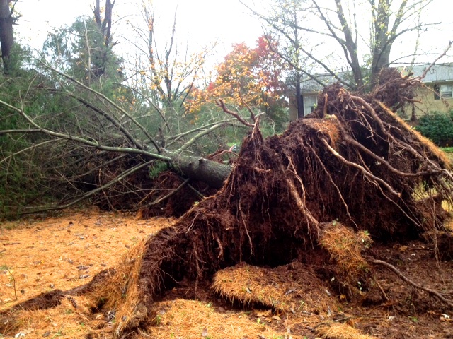Hurricane-Sandy-GoJulesGo-driveway1