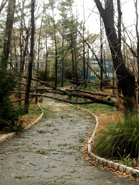 Hurricane-Sandy-GoJulesGo-neighbor