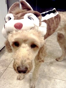 Hakuna matata, dog owners. DYFS is just for humans.