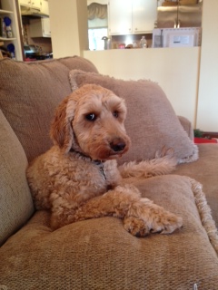 Uncle-Jesse-Fancy-Paws