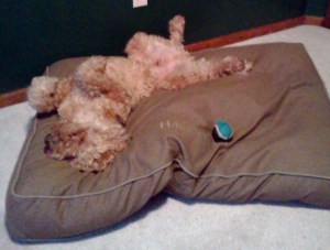 Like, a lot a lot. Soooo much.