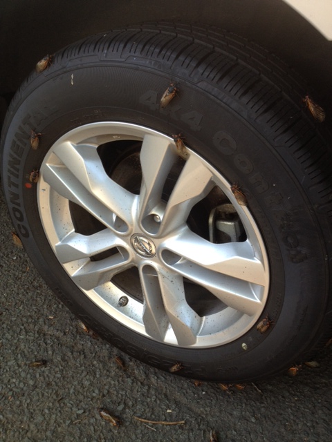 Cicadas in NJ. Even grosser than that one scene in 50 Shades. You know the one I'm talking about.