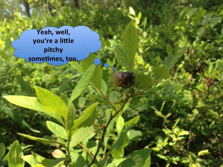 Hike-11-cicada