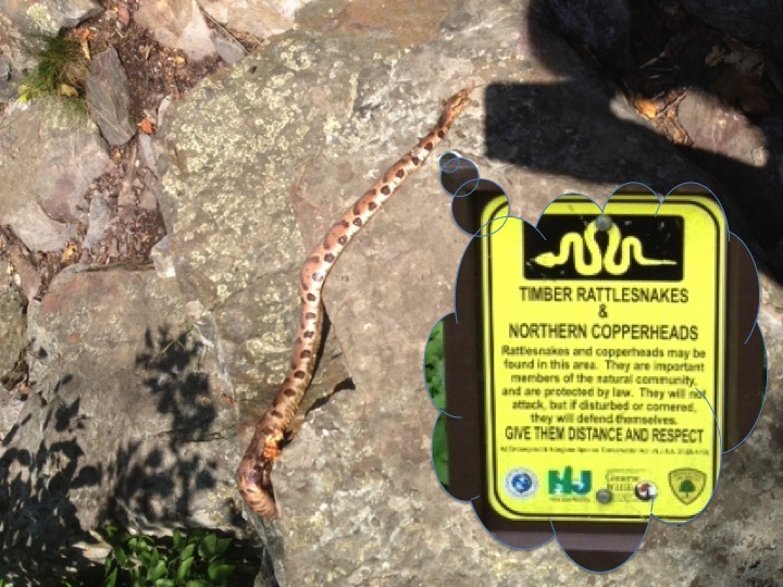 Hike-12-dead-snake