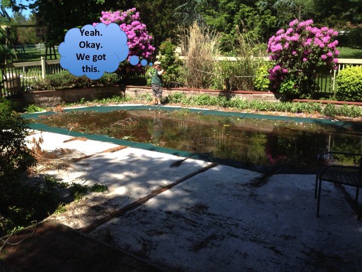 Pool-Problems-2-shrubs