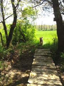 Local hiking splendor.