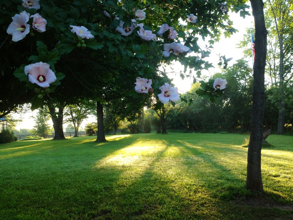 early-morning-walk-flowers-2013