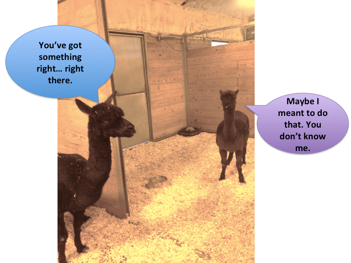 zoo-13