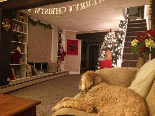 Home sweet 'doodle home.