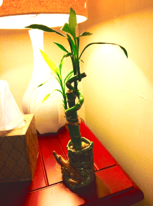 Or you could just wait for your friend to give you a lucky bamboo. (DUDE. THIS THING WORKS.)