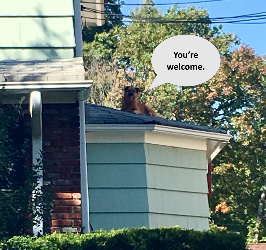 Go-Jules-Go-roof-dog-talks.png