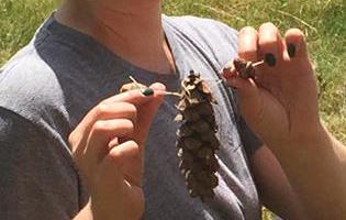 Jules-pinecone-Lance-Armstrong