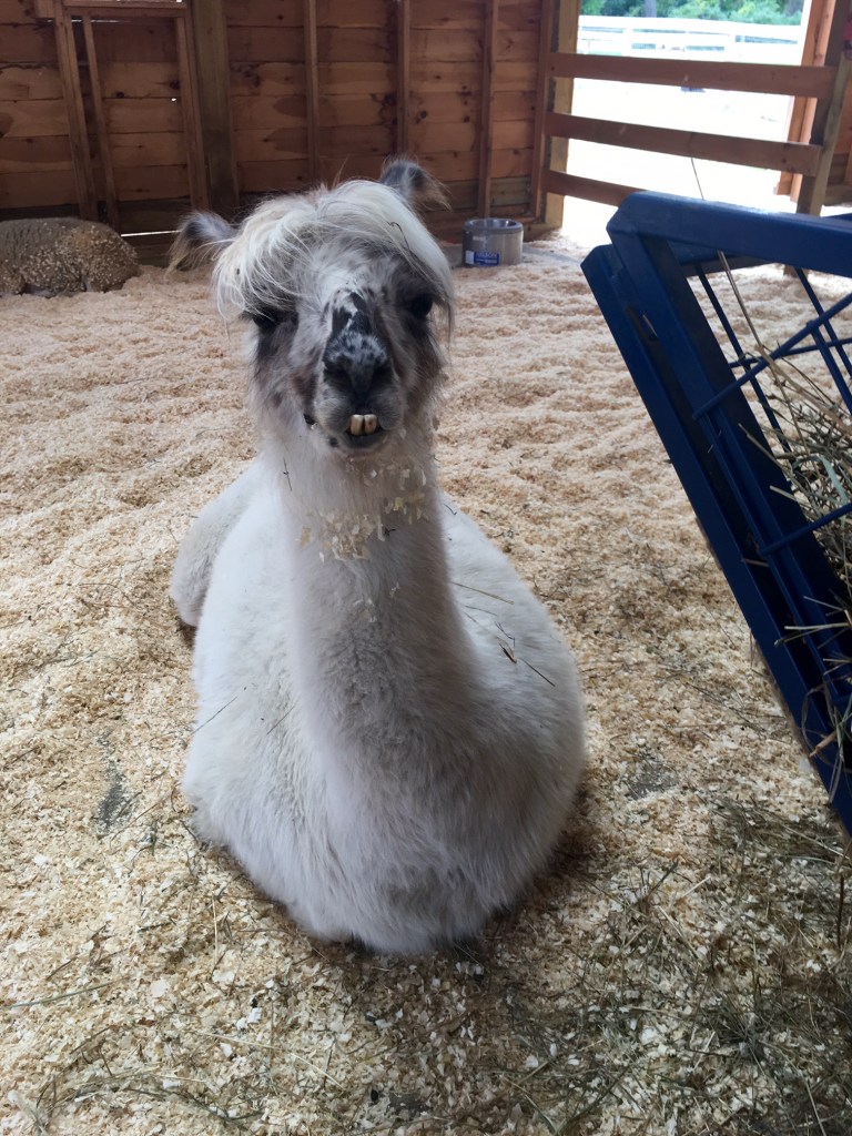 Dolly-the-Llama