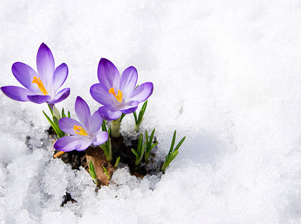 crocus-stock-photo