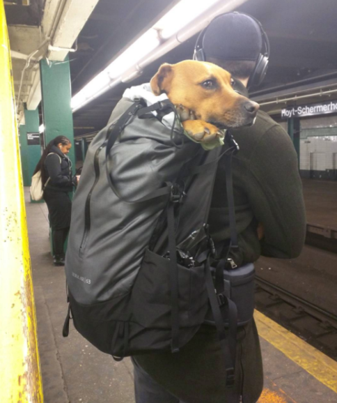 dog-in-duffle-bag