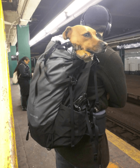 dog-in-duffle-bag