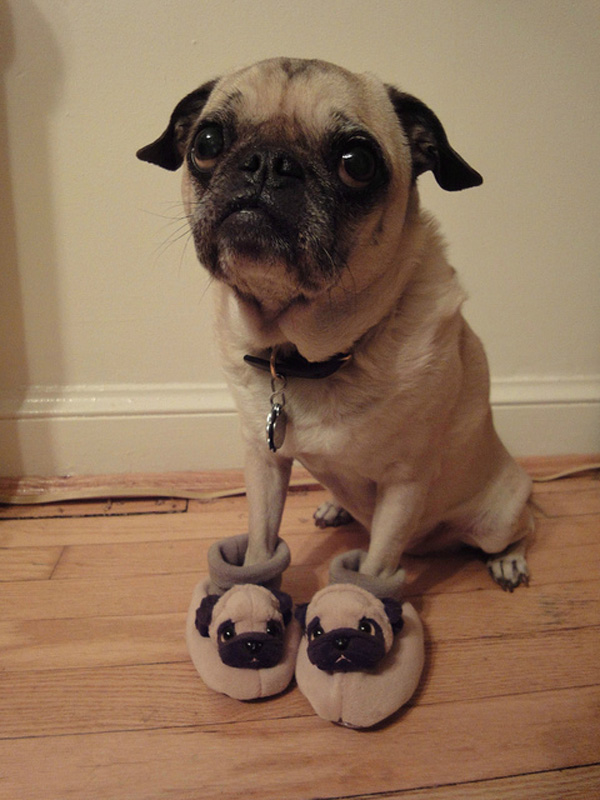 pug_with_pug_slippers