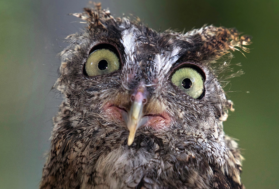 funny-owl