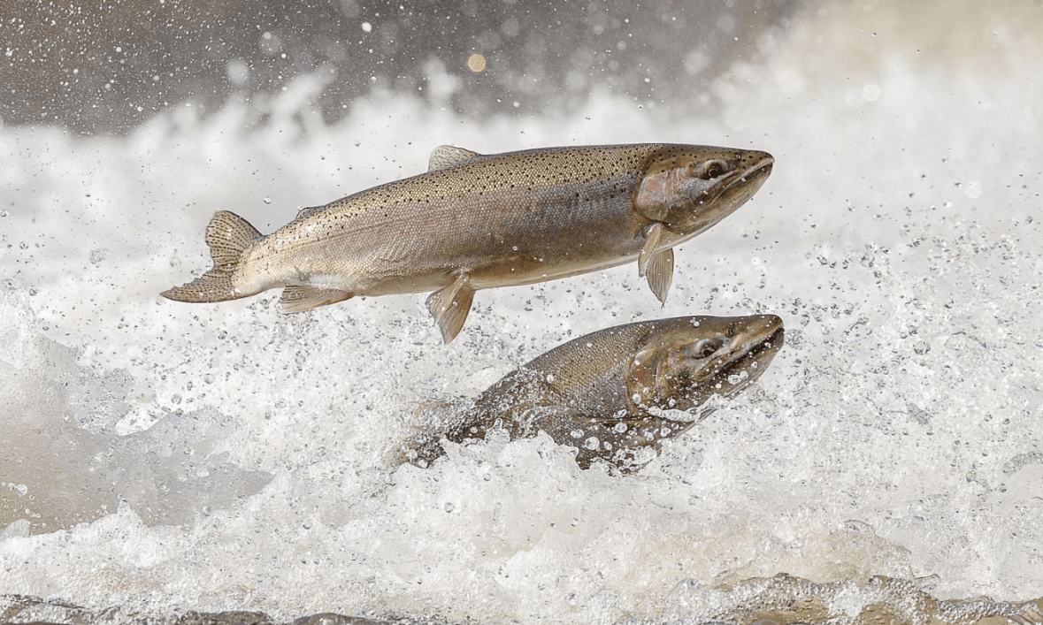 Screen Shot 2018-08-13 at 12.08.25 AM