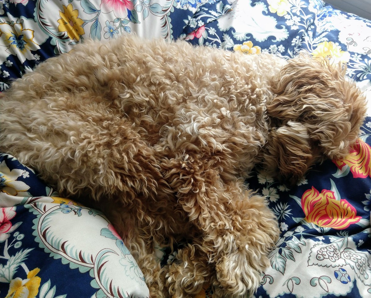 IMG_20190115_100000008