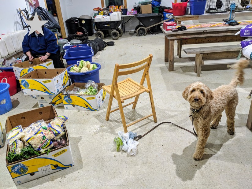 Go Jules Go farm sanctuary sorting vegetables
