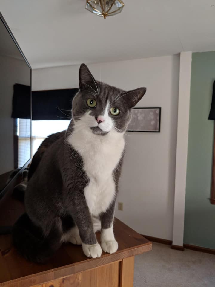 Go Jules Go Grayson the cat