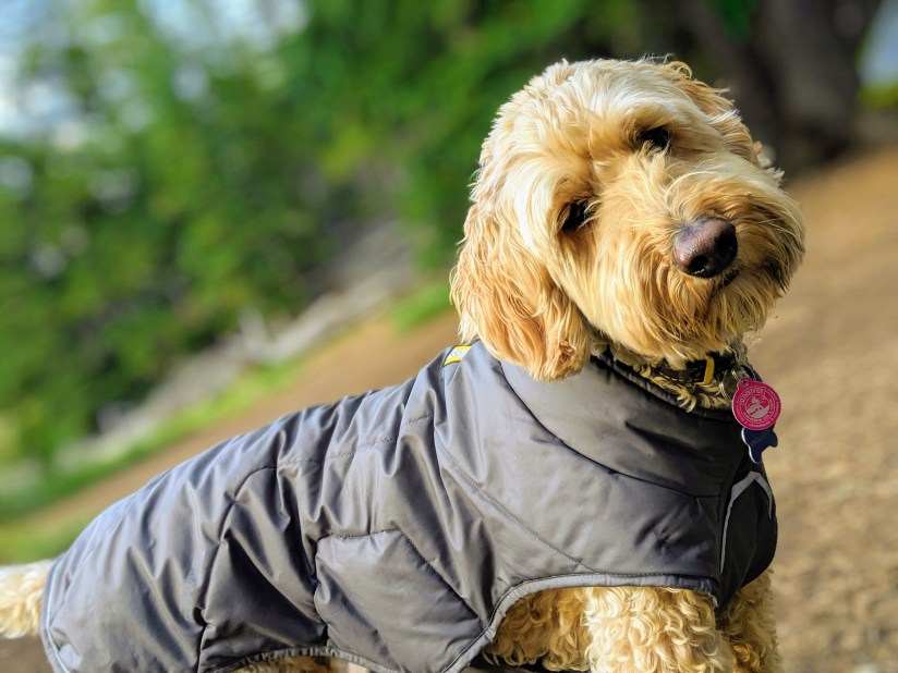 00100lportrait_00100_burst20190913173224843_cover-1