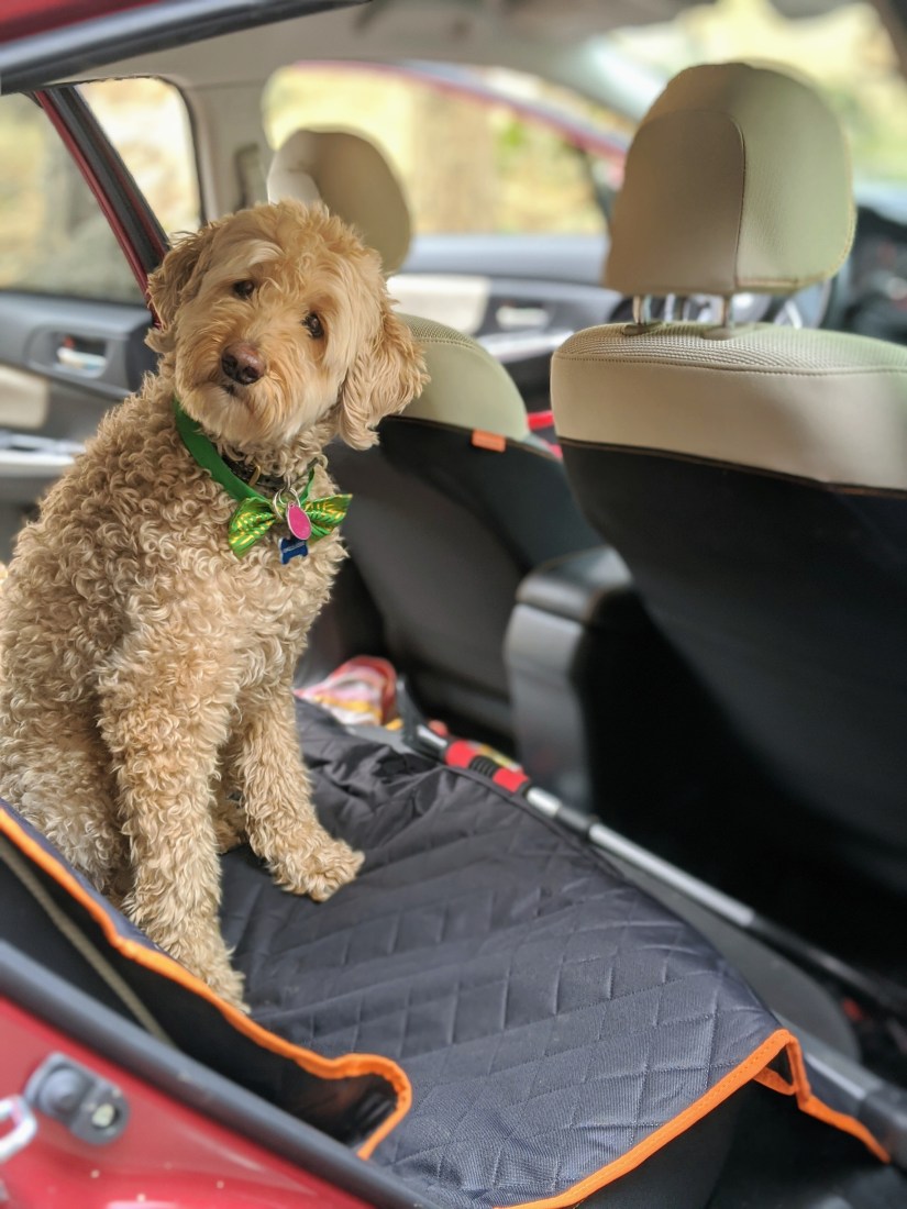 Uncle Jesse head tilts on backseat car cover 25Dec2019