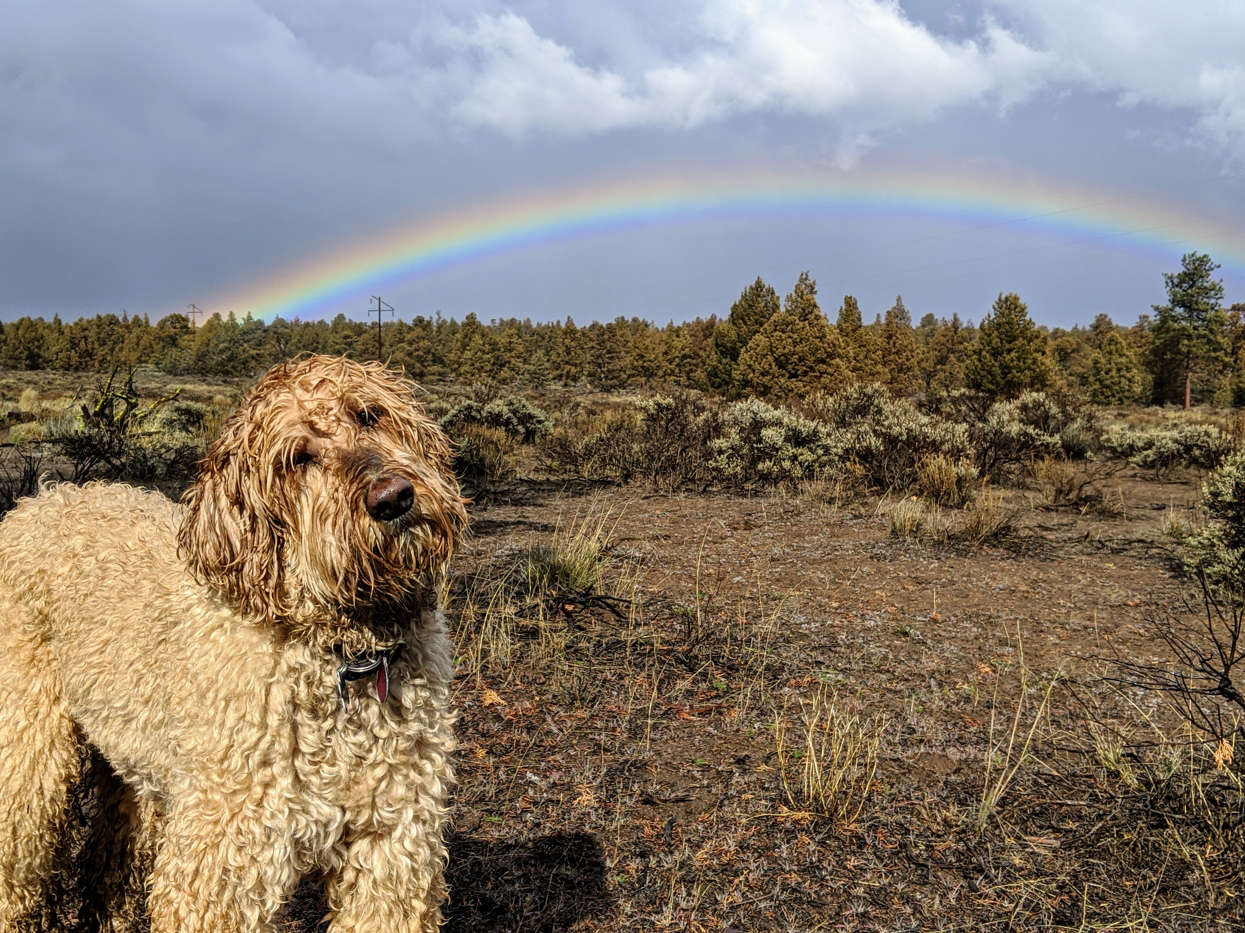 Uncle Jesse double rainbow Maston 2020