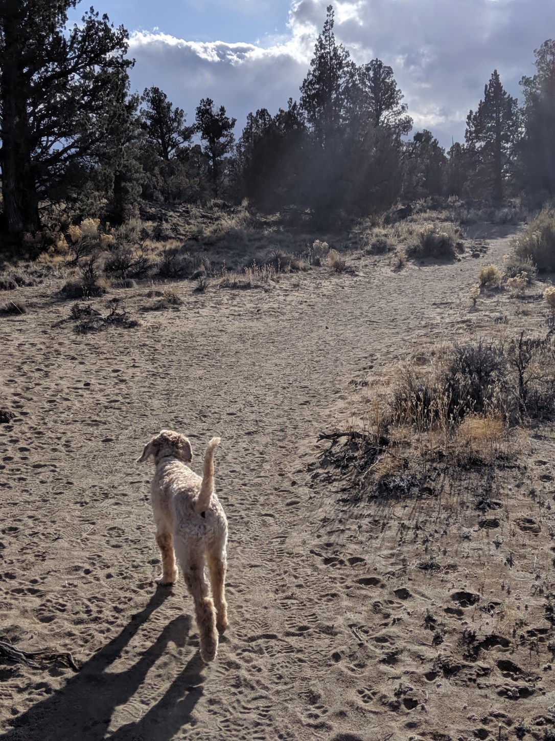 Uncle Jesse sandy trail