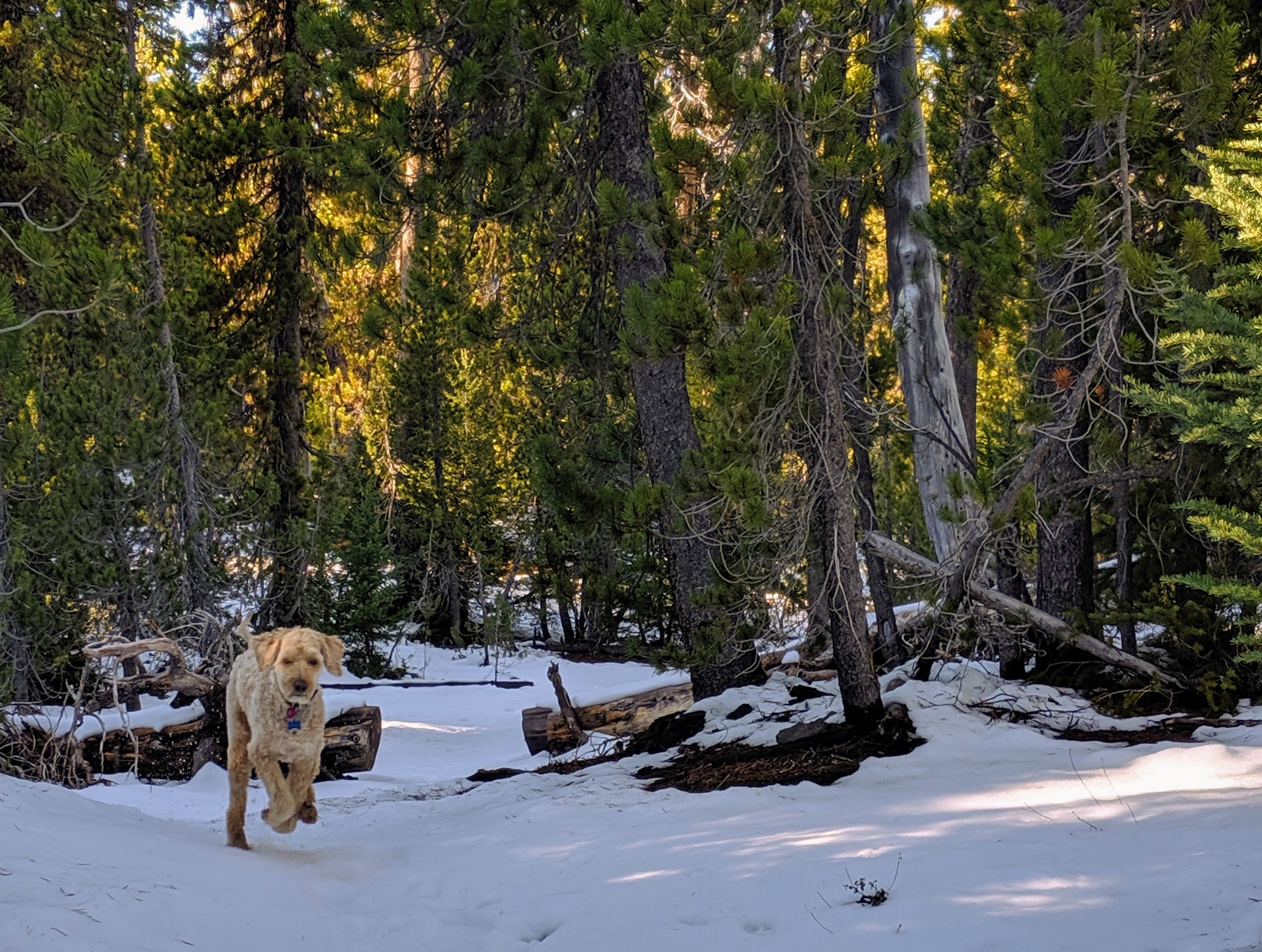 Uncle Jesse snow romp 2 Cascades 2019