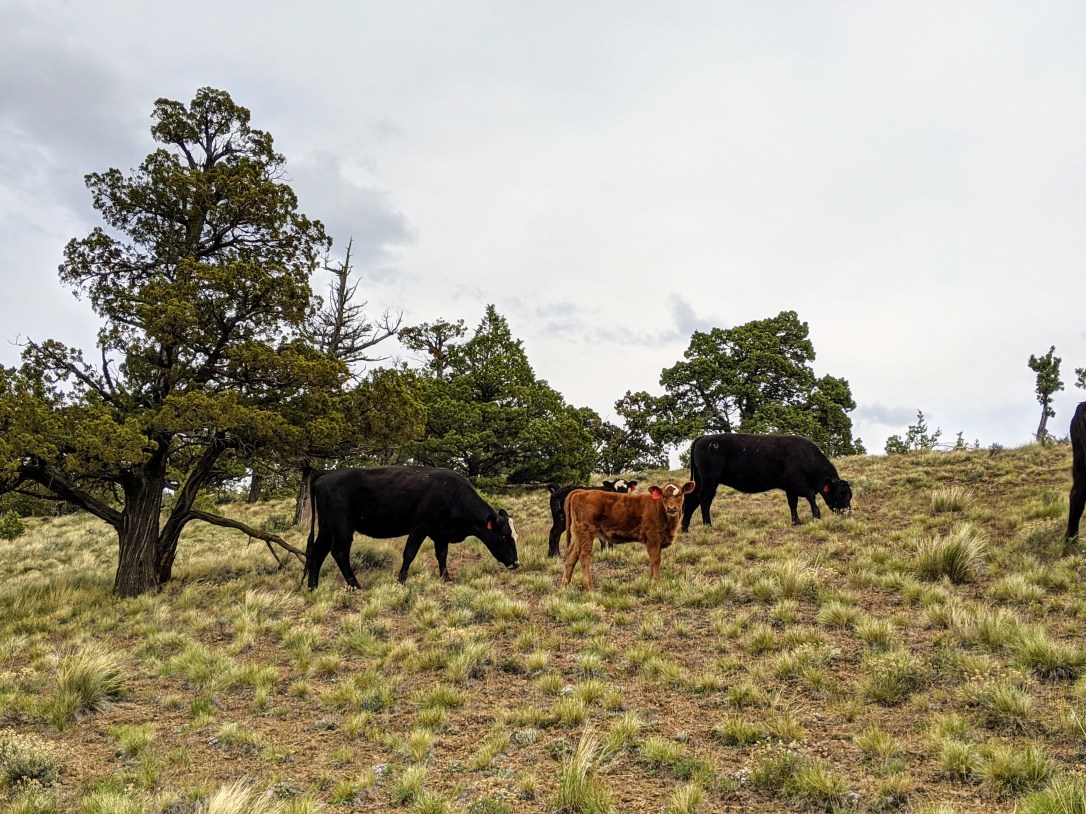 Cows on trail OR 1