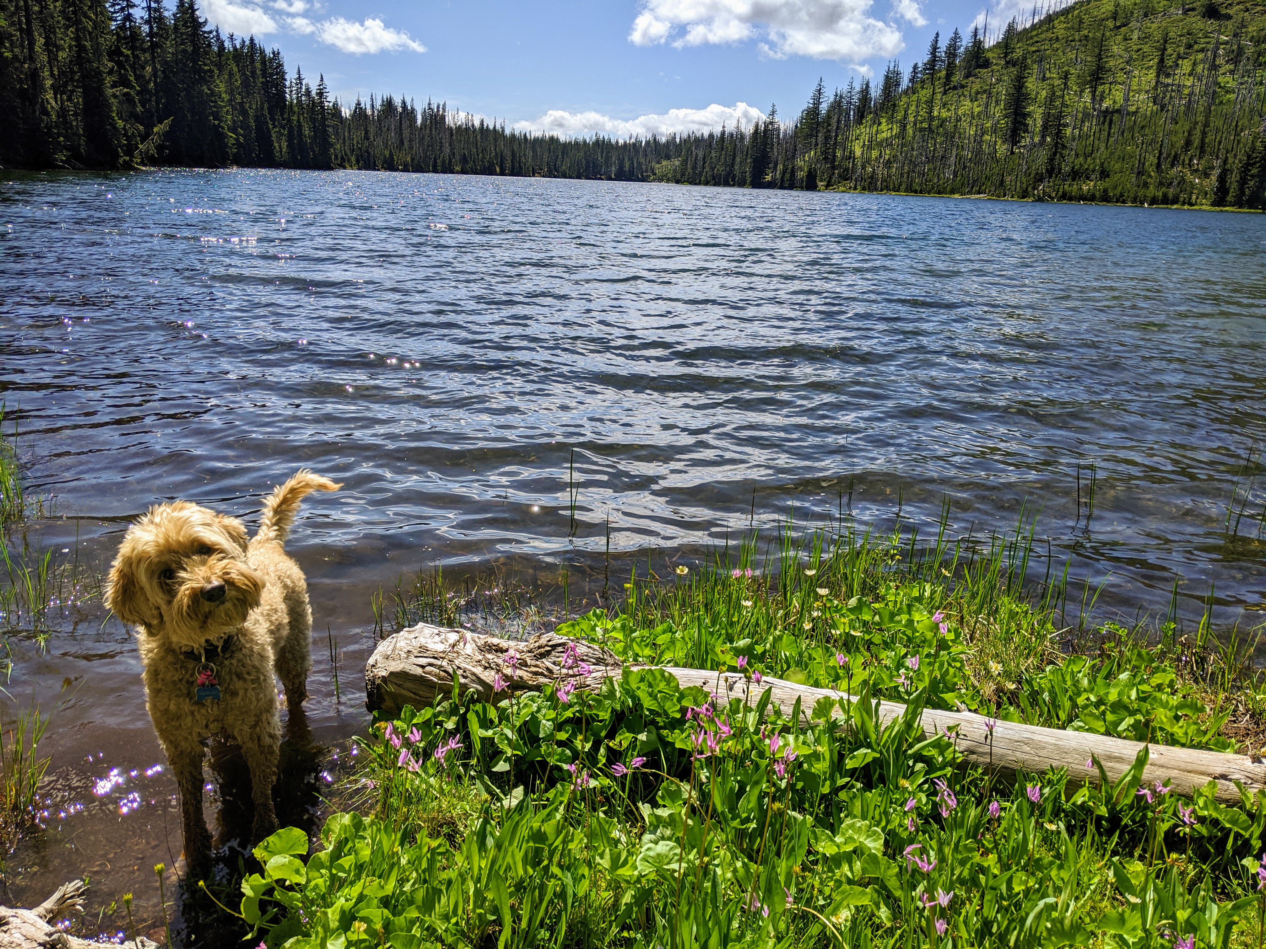 Uncle Jesse Duffy Lake Summer 2020
