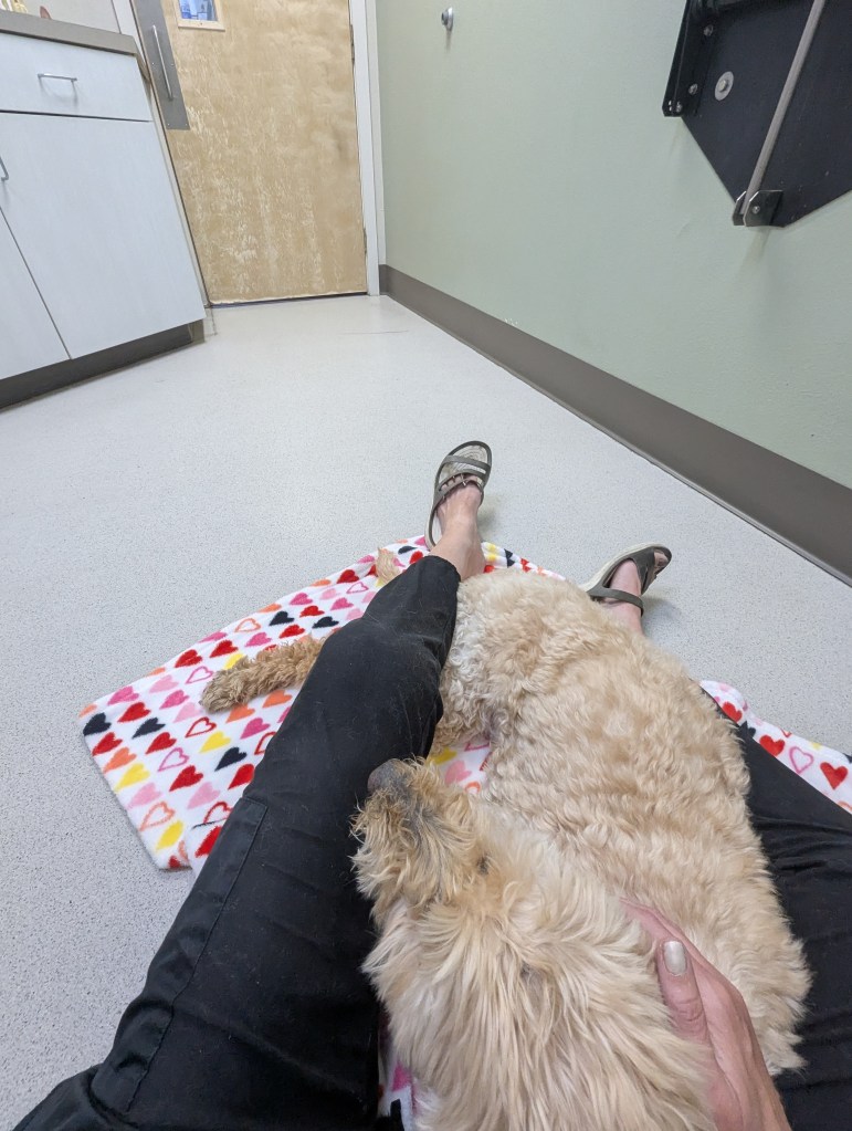A person sitting on the floor of a veterinary clinic with a furry, light-colored dog lying beside them, both on a colorful heart-patterned blanket.